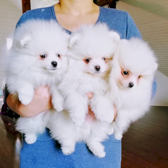 Cachorros pomerania blancos mini toy en venta