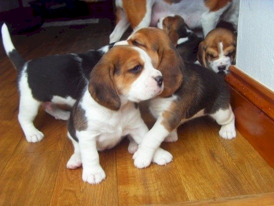 Pequeno beagle bebe de 1 mes al mejor precio de venta