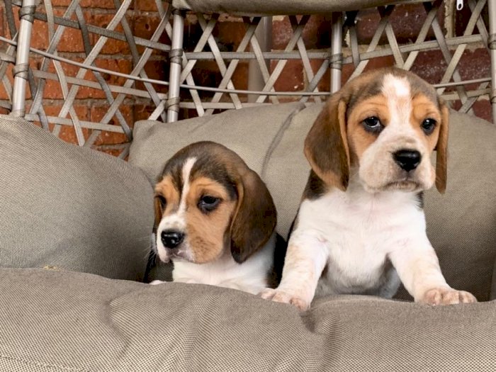Venta de cachorros beagle tricolor blanco y cafe a buen precio
