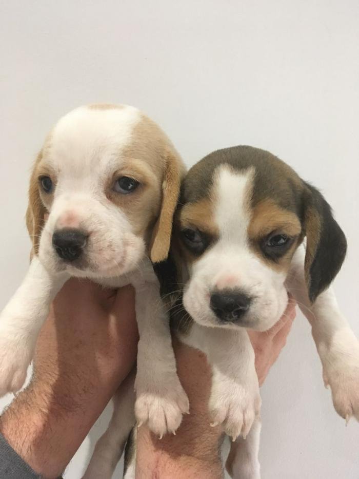 Hermosso cachorrro beagle en venta